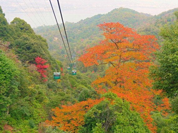 弥山原始林
