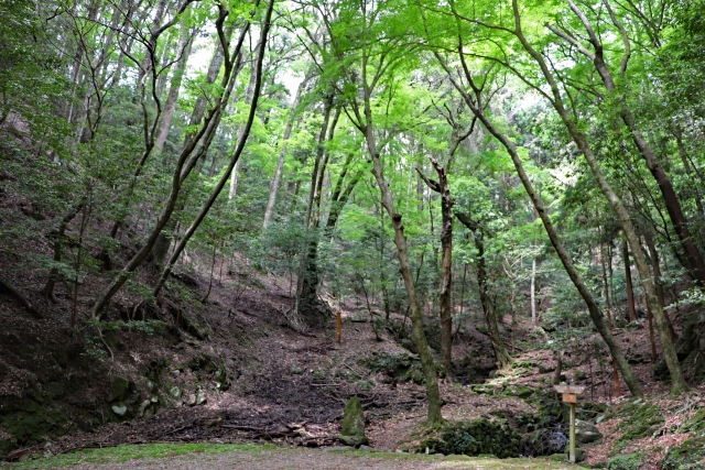 春日山原始林