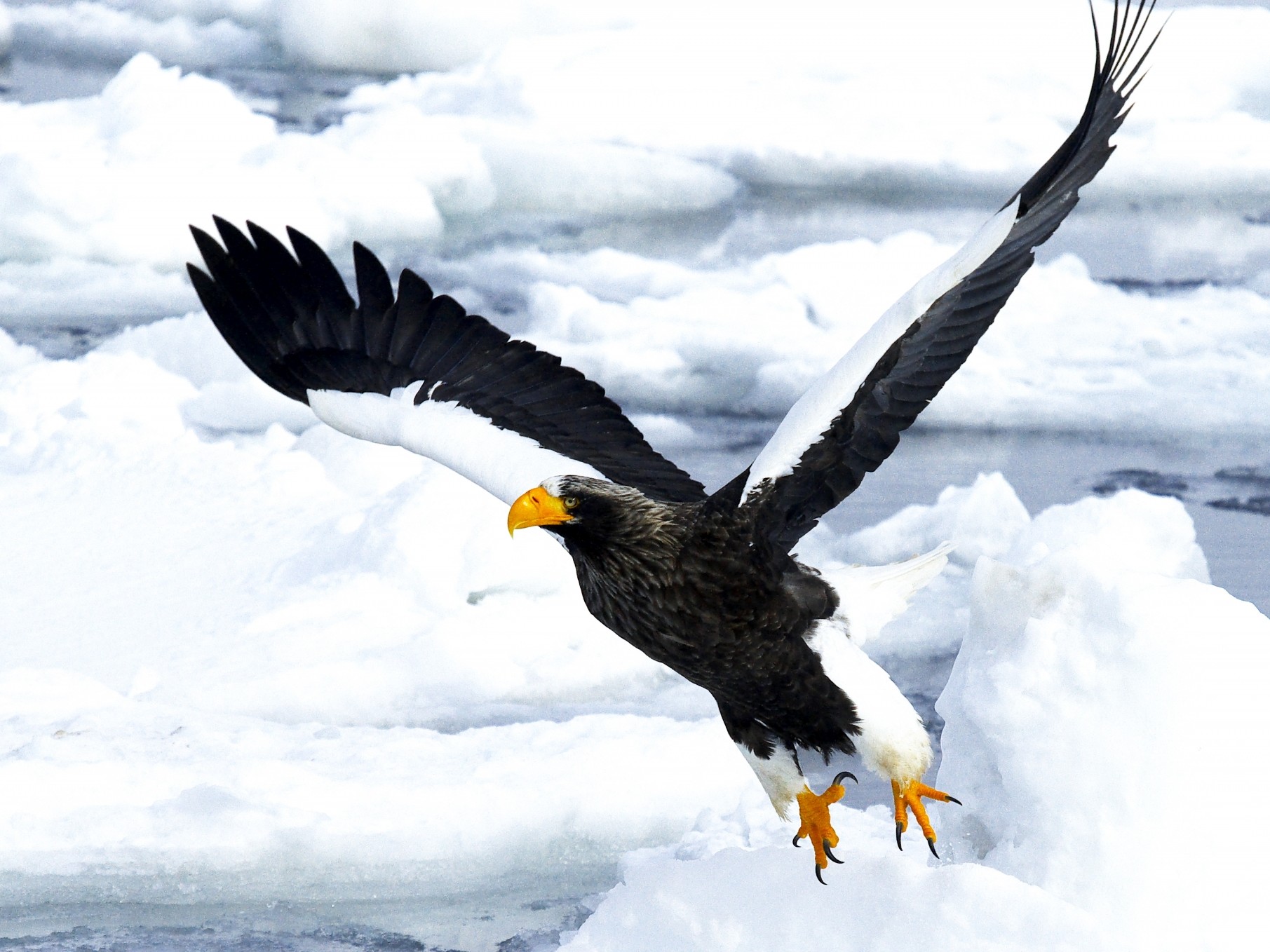 オオワシ