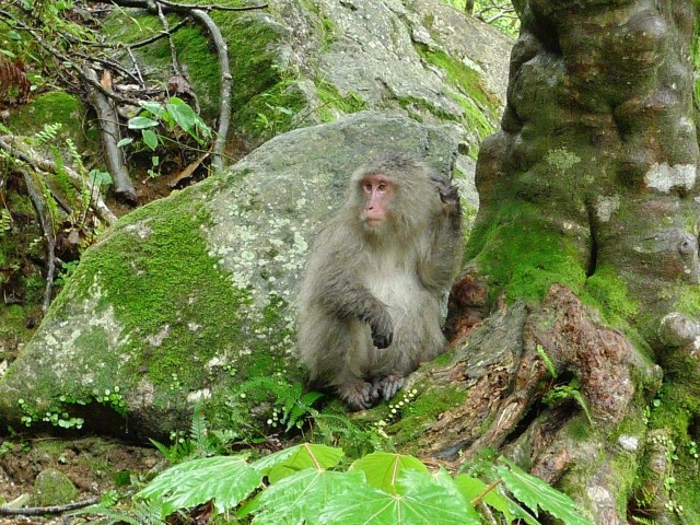 ヤクザル