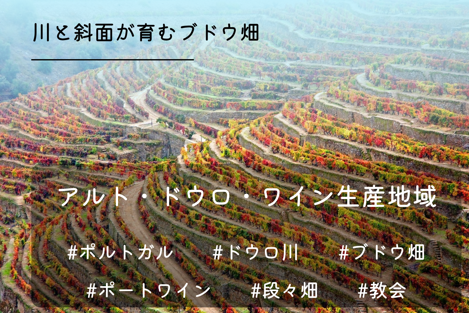 アルト・ドウロ・ワイン地域