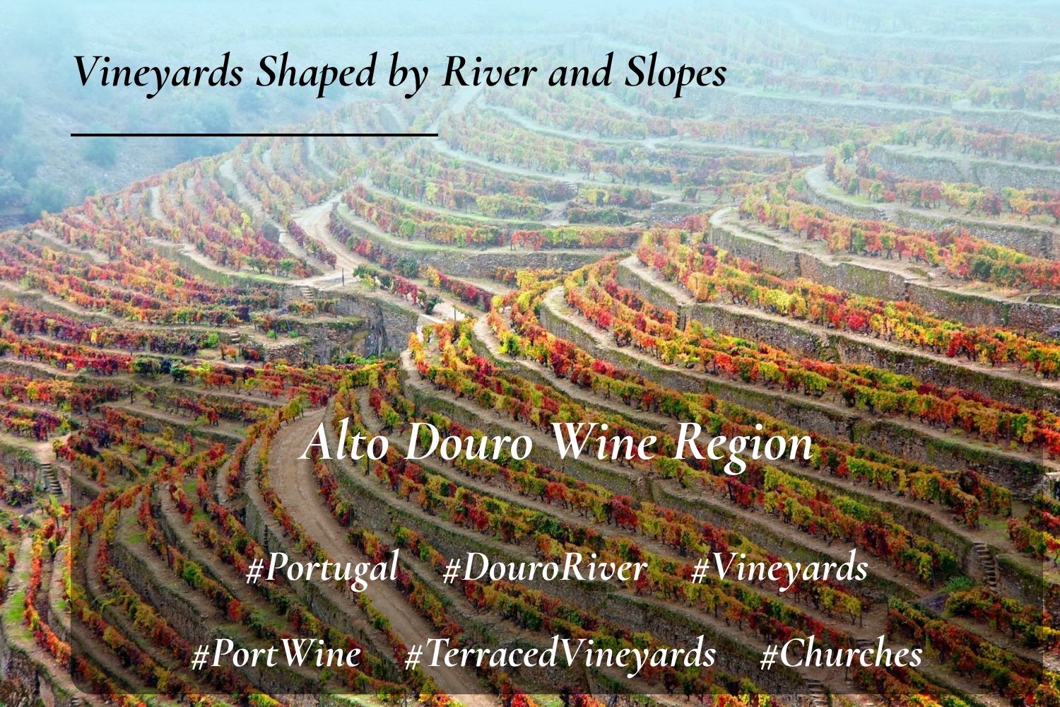 Alto Douro Wine Region