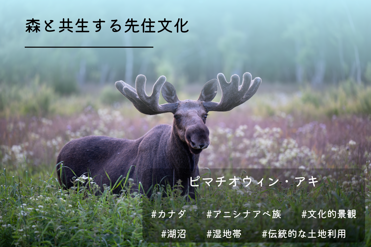 ピマチオウィン・アキ