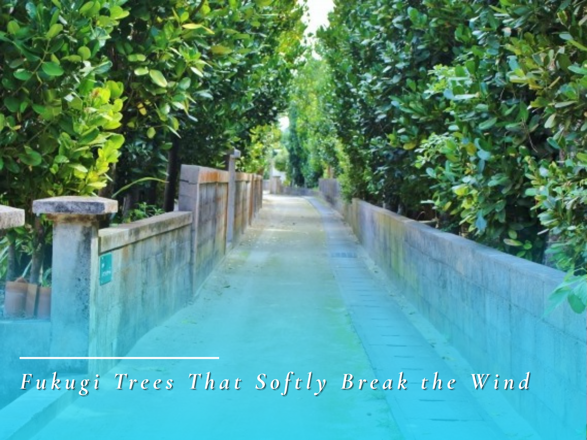 Fukugi Windbreak Forest